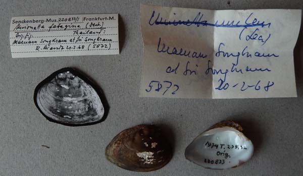 specimen