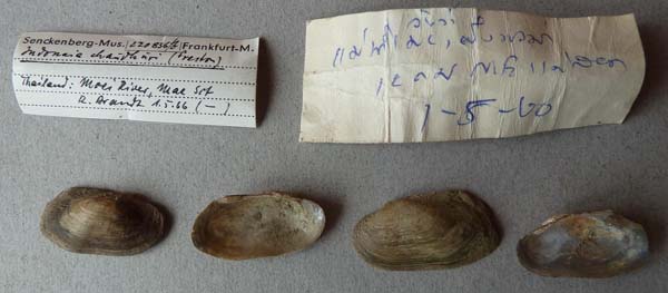 specimen