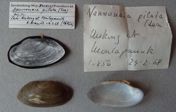 specimen