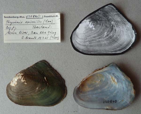 specimen