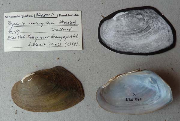 specimen