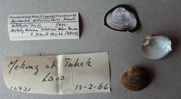 specimen