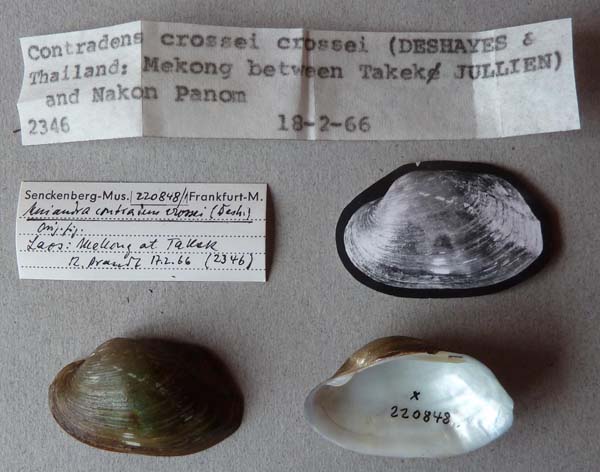 specimen