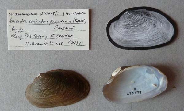 specimen