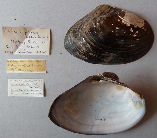 specimen