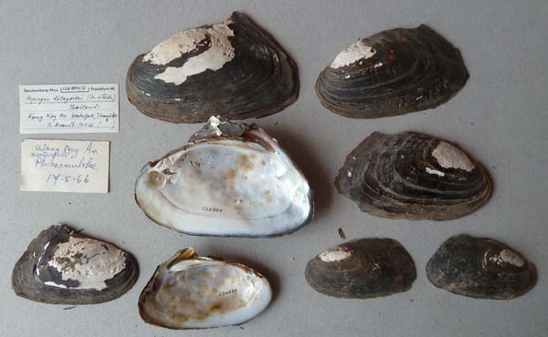 specimen