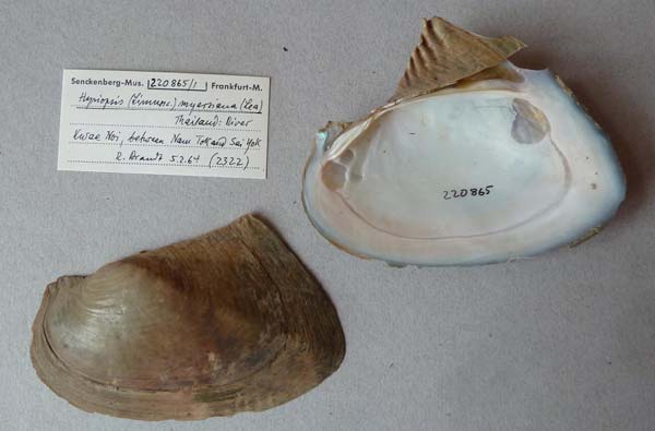 specimen