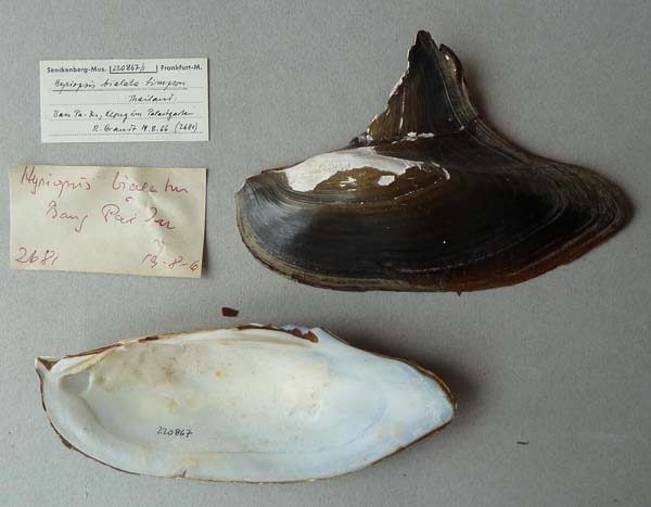 specimen