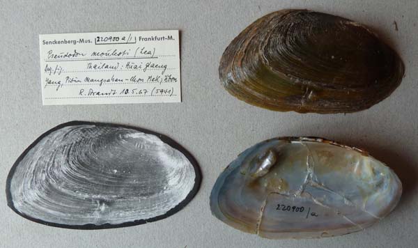 specimen