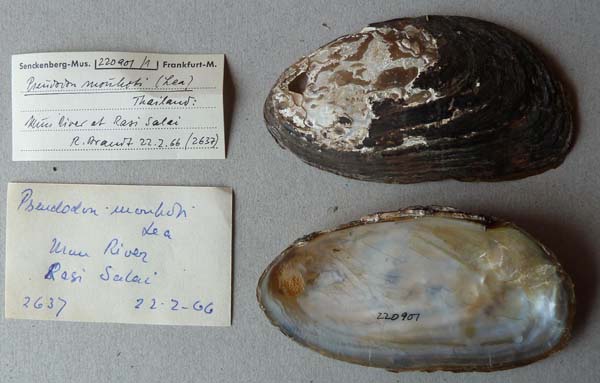specimen