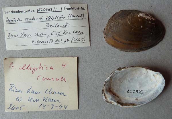 specimen