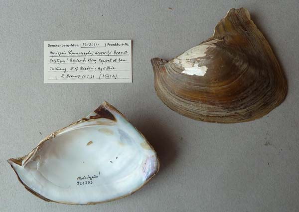 specimen
