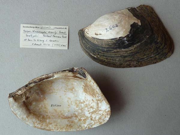 specimen