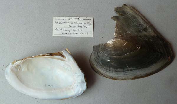 specimen
