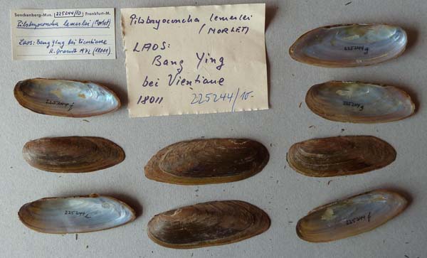 specimen
