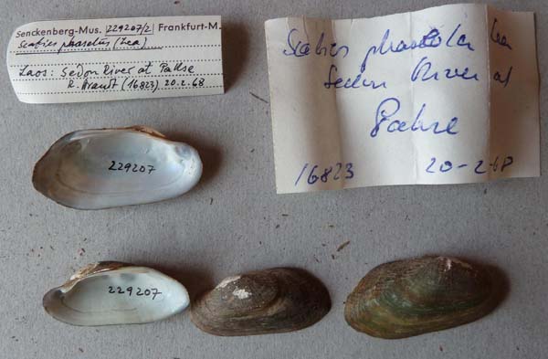 specimen