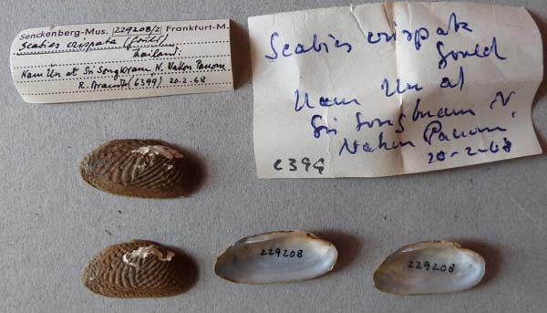 specimen