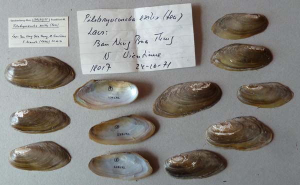 specimen