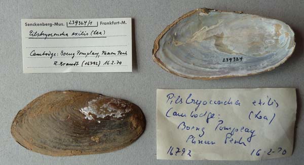 specimen