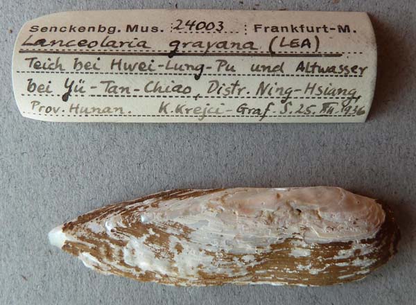 specimen
