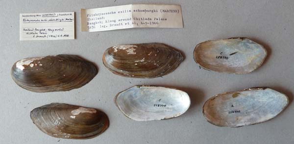 specimen