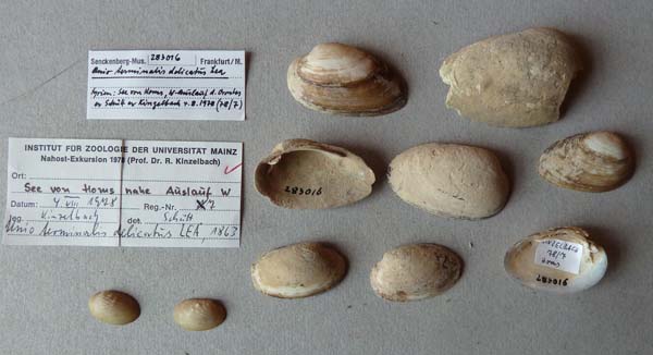 specimen