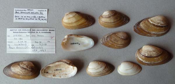 specimen