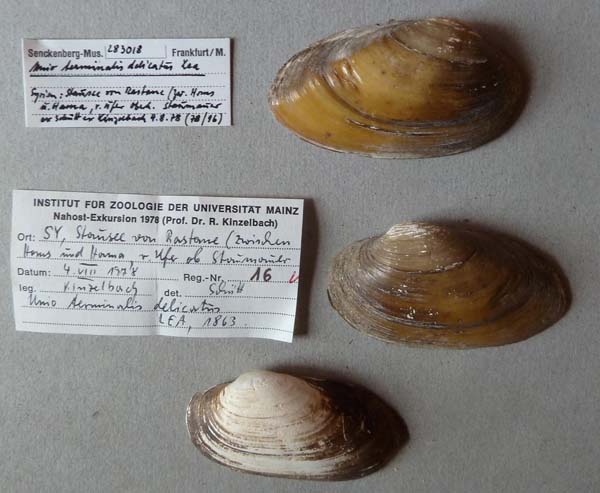specimen
