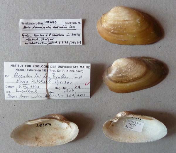 specimen