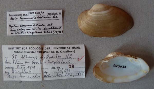 specimen