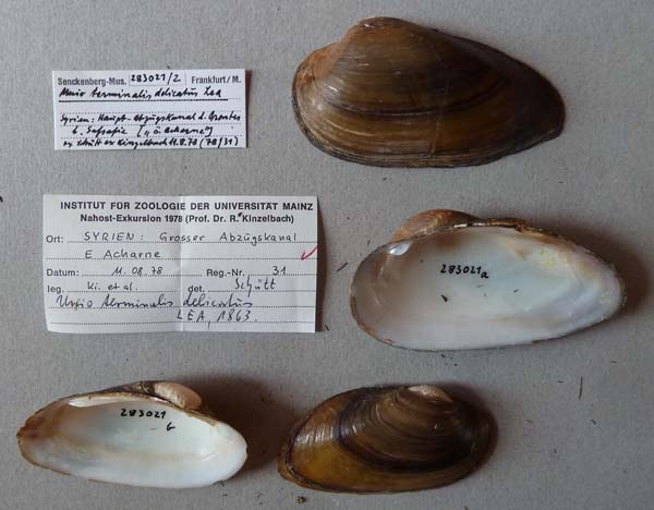 specimen