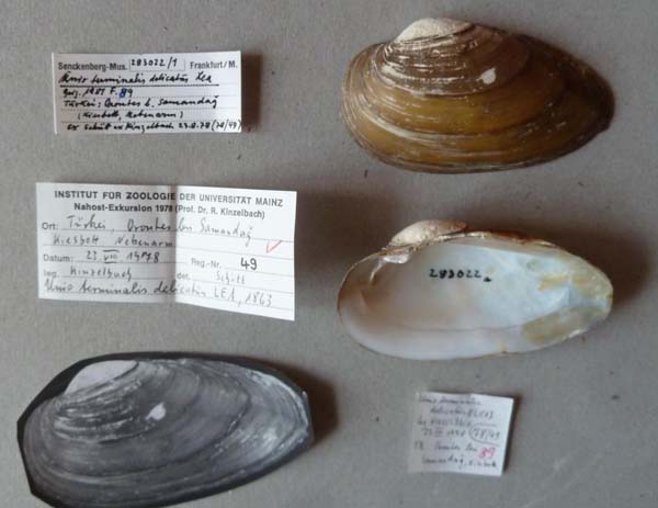 specimen