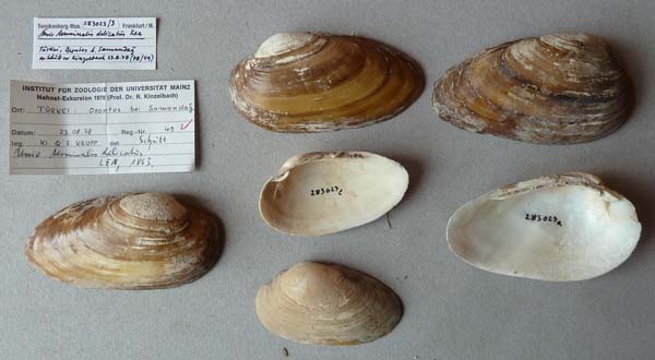 specimen
