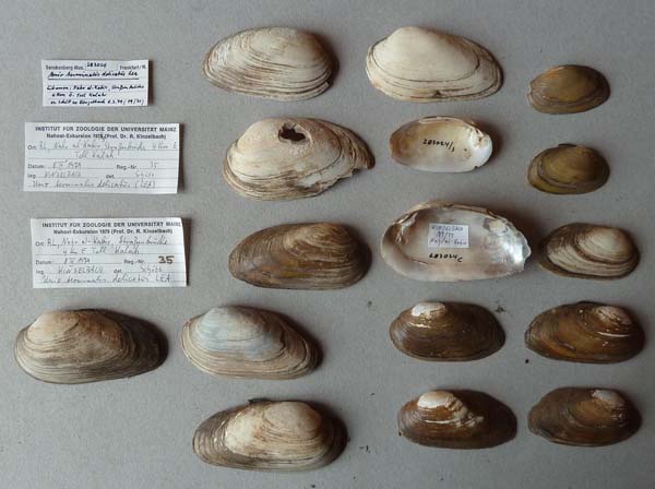 specimen