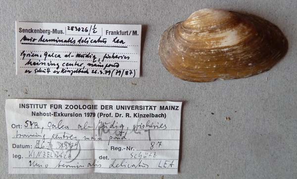 specimen