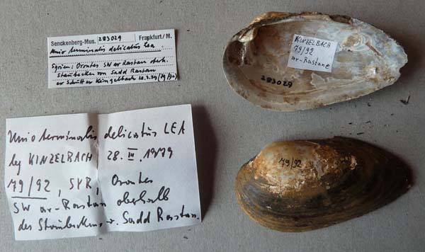 specimen