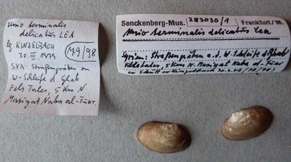 specimen