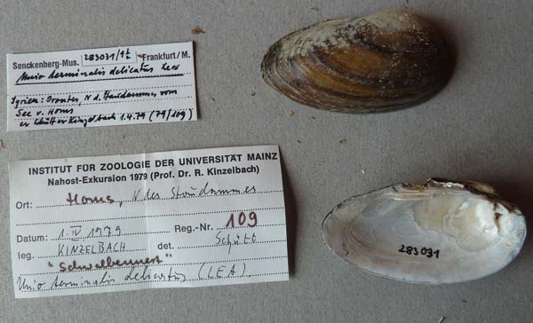 specimen