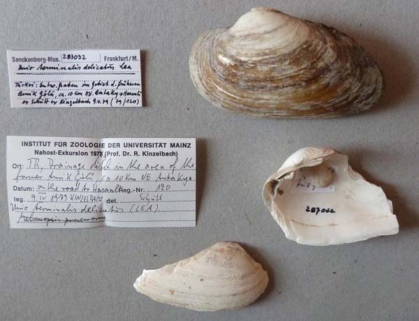 specimen