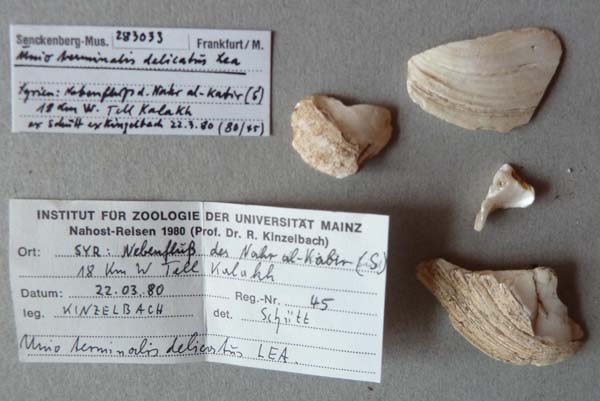 specimen