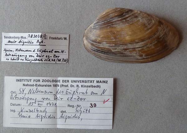 specimen