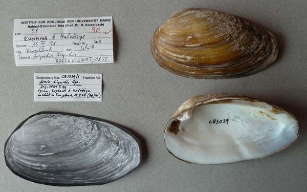 specimen
