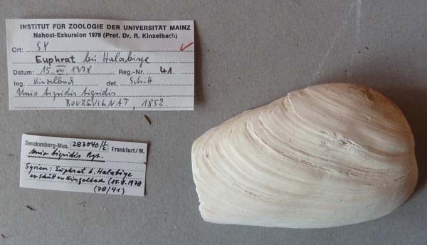 specimen