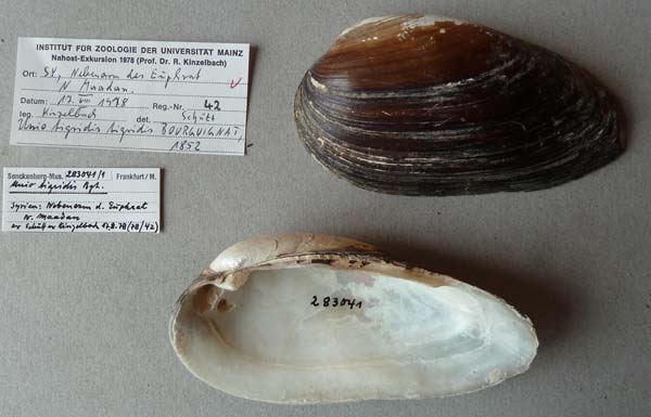 specimen