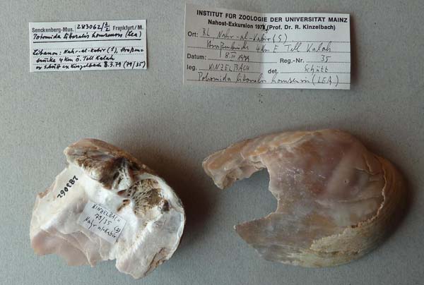 specimen
