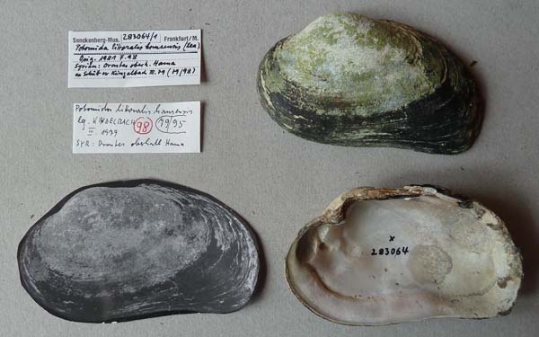 specimen