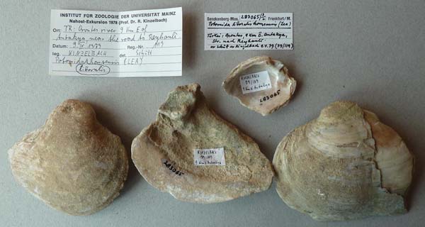specimen