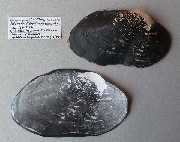 specimen