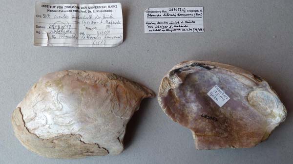 specimen