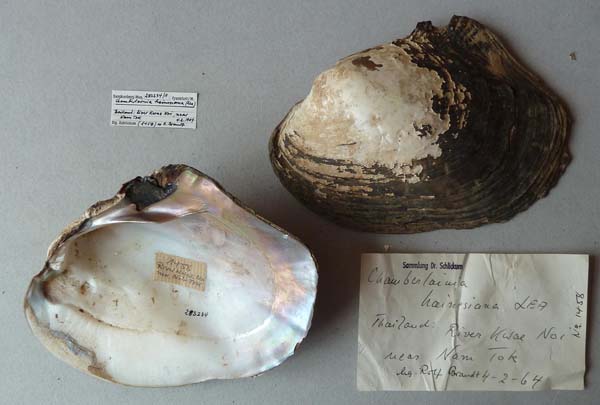 specimen